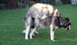 马交配高清视频,揭秘动物繁衍的神秘瞬间